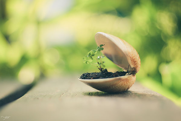 The best clover wallpaper for laptops Picture 1