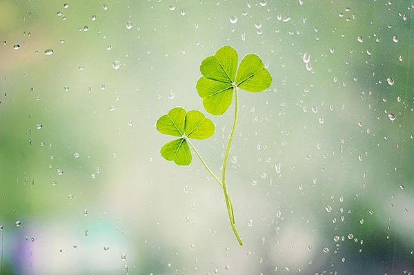 The best clover wallpaper for laptops Picture 10