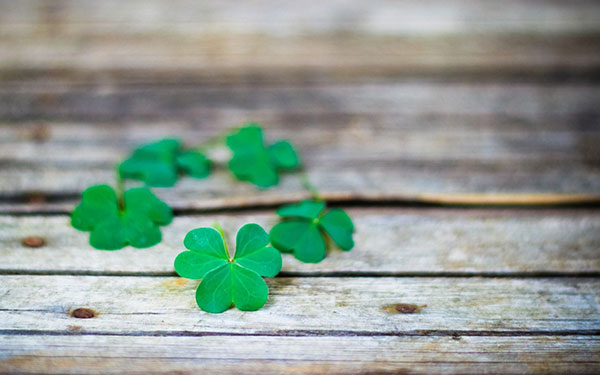 The best clover wallpaper for laptops Picture 14