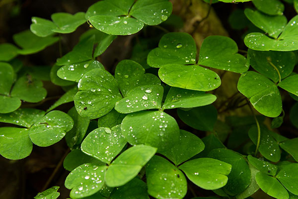 The best clover wallpaper for laptops Picture 17