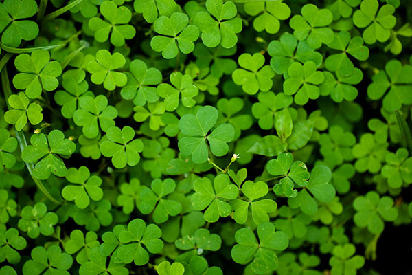 The best clover wallpaper for laptops Picture 18