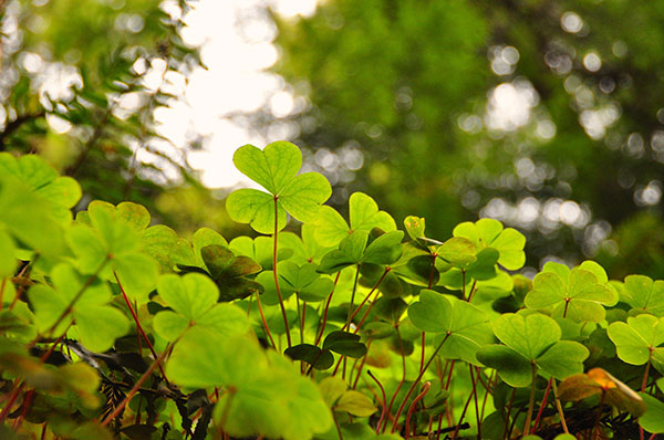 The best clover wallpaper for laptops Picture 19