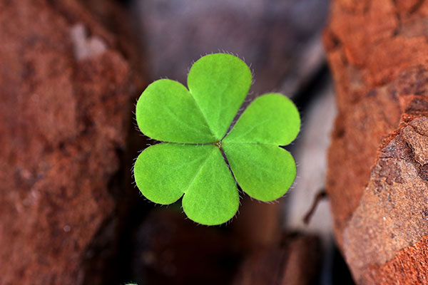 The best clover wallpaper for laptops Picture 20