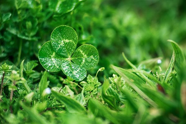 The best clover wallpaper for laptops Picture 21