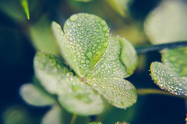 The best clover wallpaper for laptops Picture 22