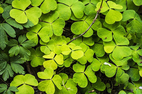 The best clover wallpaper for laptops Picture 23