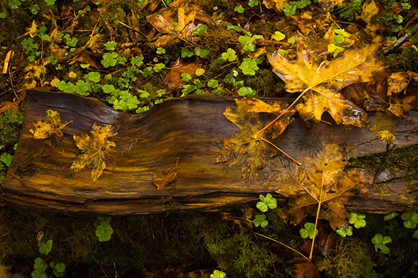 The best clover wallpaper for laptops Picture 24