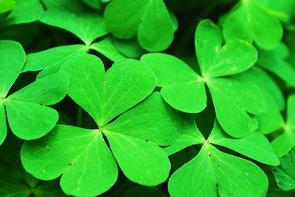 The best clover wallpaper for laptops Picture 27