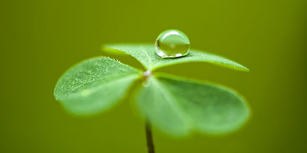 The best clover wallpaper for laptops Picture 28