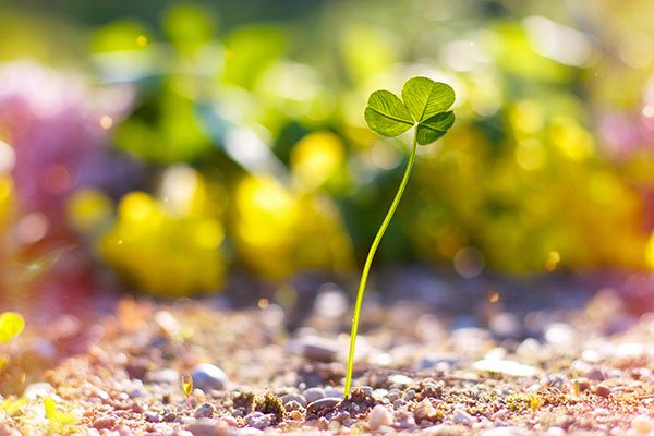 The best clover wallpaper for laptops Picture 29