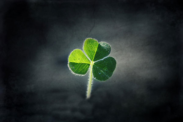 the best clover wallpaper for laptops the best clover wallpaper for laptops