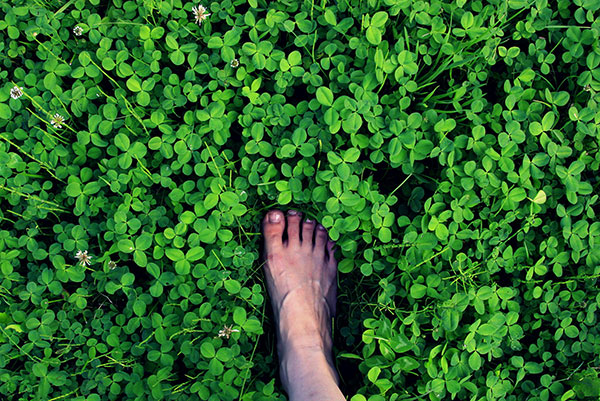 The best clover wallpaper for laptops Picture 30