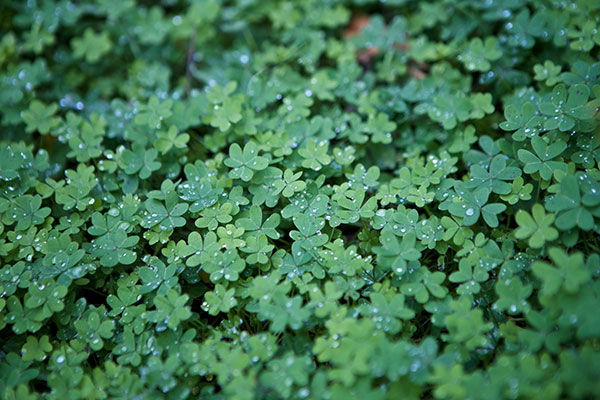The best clover wallpaper for laptops Picture 31