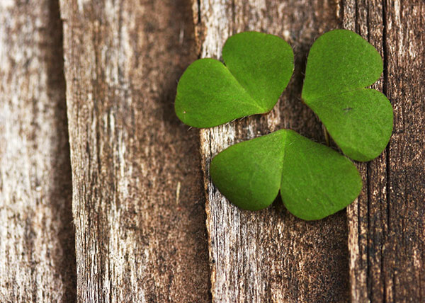 The best clover wallpaper for laptops Picture 6