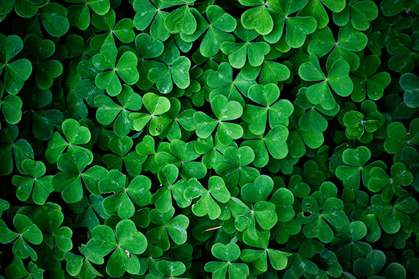 The best clover wallpaper for laptops Picture 7