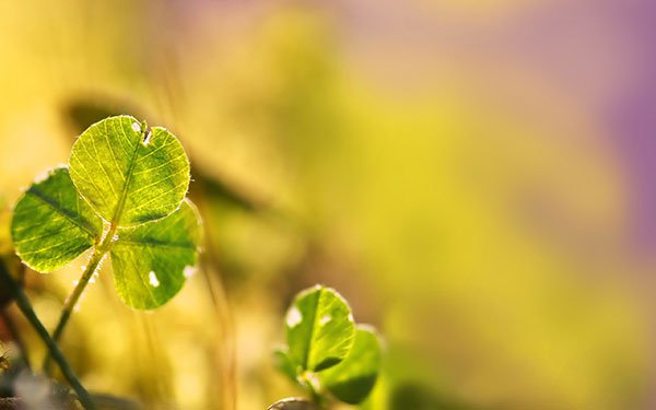 The best clover wallpaper for laptops Picture 9
