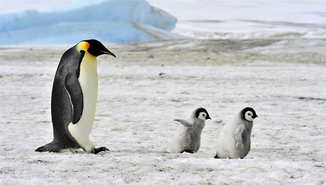 The best fathers in the natural world that you may not know Picture 10