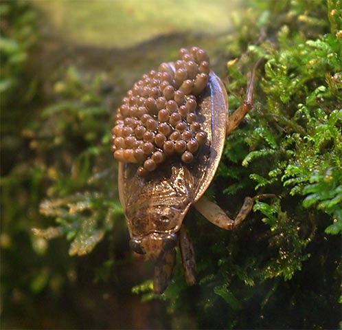 The best fathers in the natural world that you may not know Picture 11