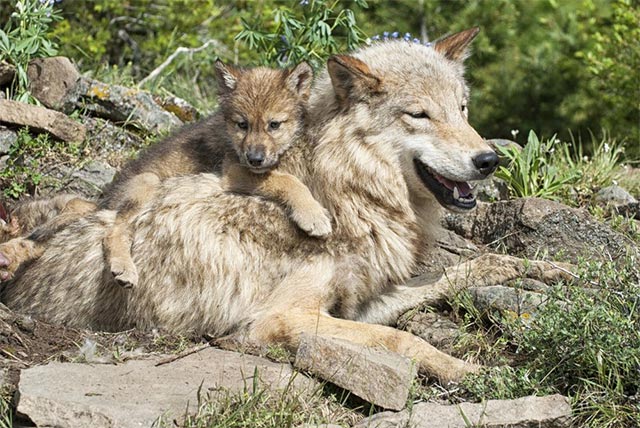 The best fathers in the natural world that you may not know Picture 12