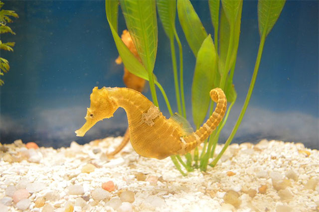 The best fathers in the natural world that you may not know Picture 2