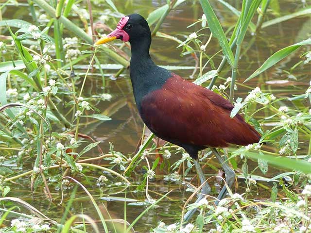 The best fathers in the natural world that you may not know Picture 4