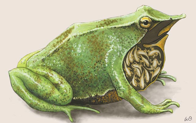 The best fathers in the natural world that you may not know Picture 9