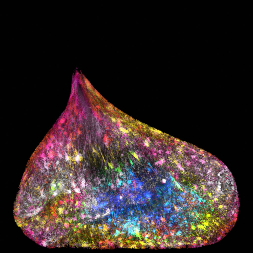 The best science pictures of the past year Picture 6