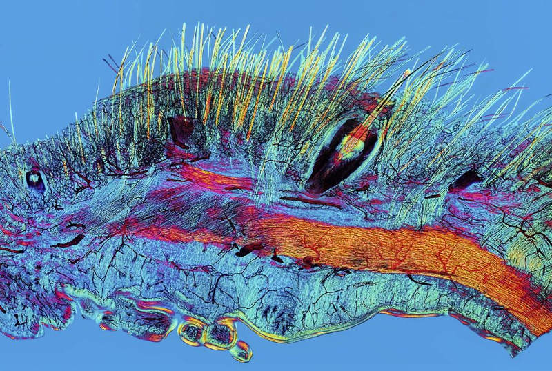 The best science pictures of the past year Picture 9