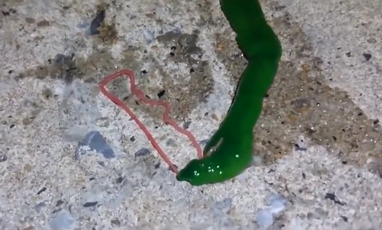 The bizarre blue creature has super long pink tongue Picture 1