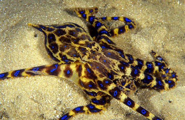The blue-spotted octopus has 50 times more venom than a cobra that kills people in an instant Picture 8