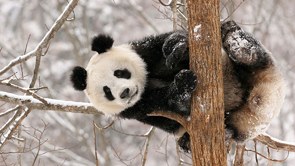 The cutest panda wallpaper set for computers Picture 10