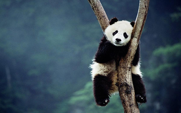 The cutest panda wallpaper set for computers Picture 12