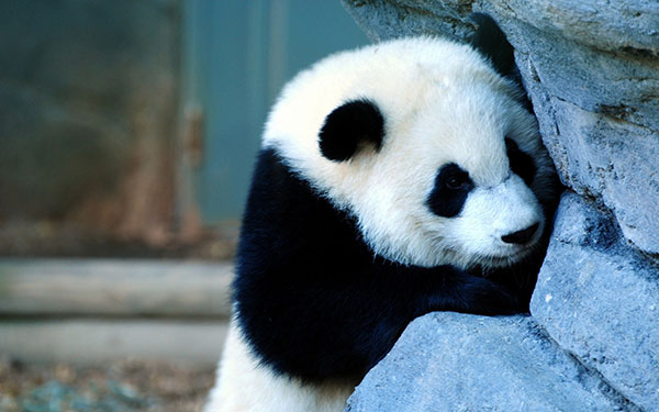 The cutest panda wallpaper set for computers Picture 13