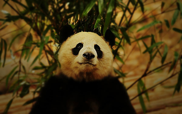 The cutest panda wallpaper set for computers Picture 17