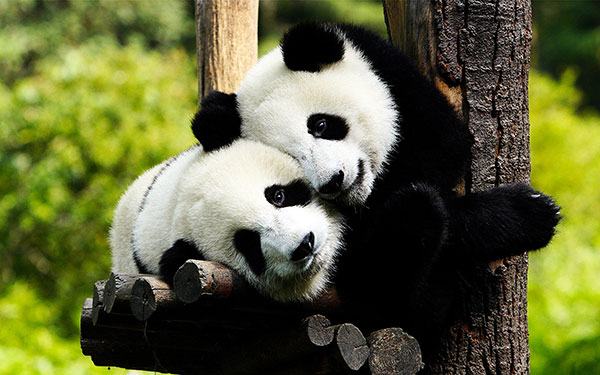 The cutest panda wallpaper set for computers Picture 20