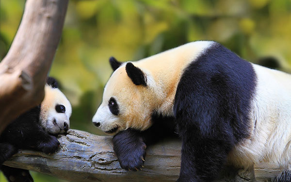 The cutest panda wallpaper set for computers Picture 23