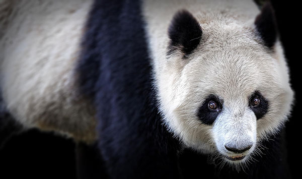 The cutest panda wallpaper set for computers Picture 26