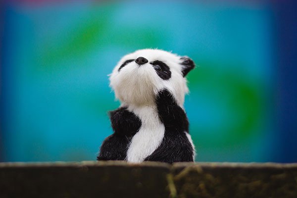 The cutest panda wallpaper set for computers Picture 31