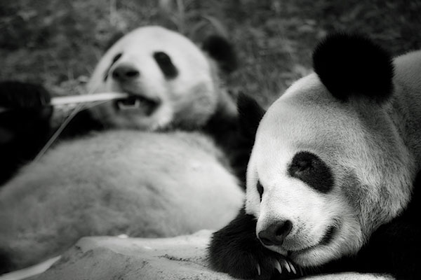 The cutest panda wallpaper set for computers Picture 32