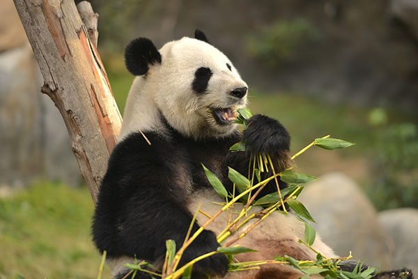 The cutest panda wallpaper set for computers Picture 33