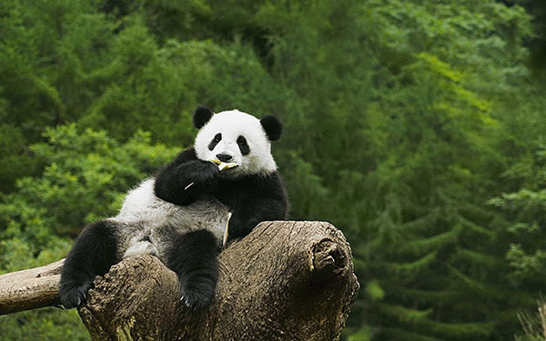 The cutest panda wallpaper set for computers Picture 35