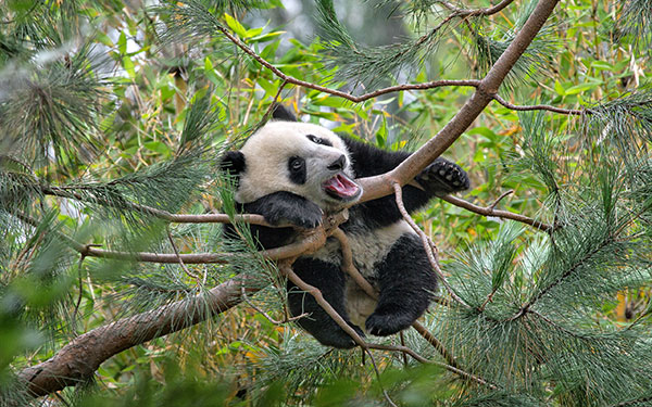The cutest panda wallpaper set for computers Picture 37