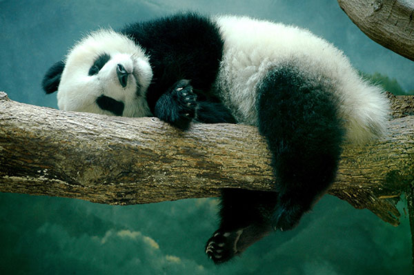 The cutest panda wallpaper set for computers Picture 39