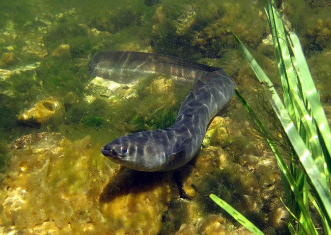 The European eel species 'digests' the bones in the body to sustain life Picture 1