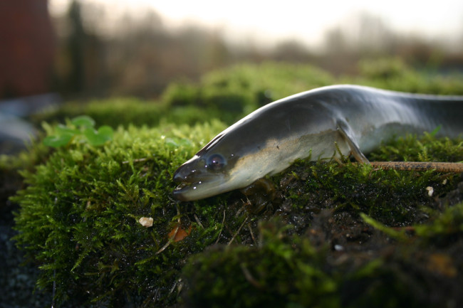 The European eel species 'digests' the bones in the body to sustain life Picture 2