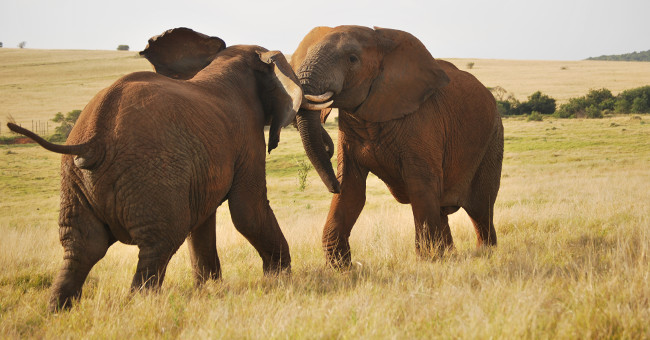 The extremely intense battle of two 5-ton male elephants Picture 2