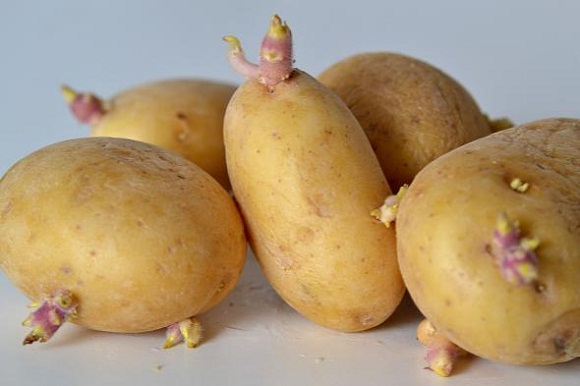 The 'face point' of the foods that pregnant women should avoid should not harm them Picture 1