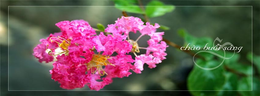 The Facebook cover photos are good morning, meaningful Picture 10