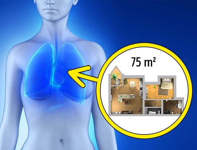 The facts heard seem to be fictional, but it's 100% real. Picture 4