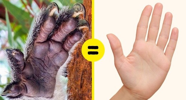 The facts heard seem to be fictional, but it's 100% real. Picture 8